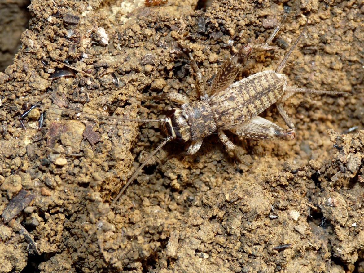 Ninfa di Eumodicogryllus bordigalensis (maschio)